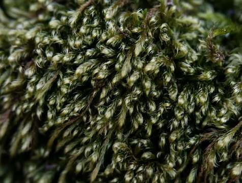 Image of pylaisiadelpha moss