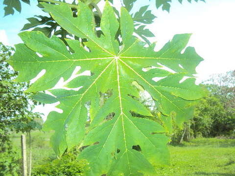 Image of papaya