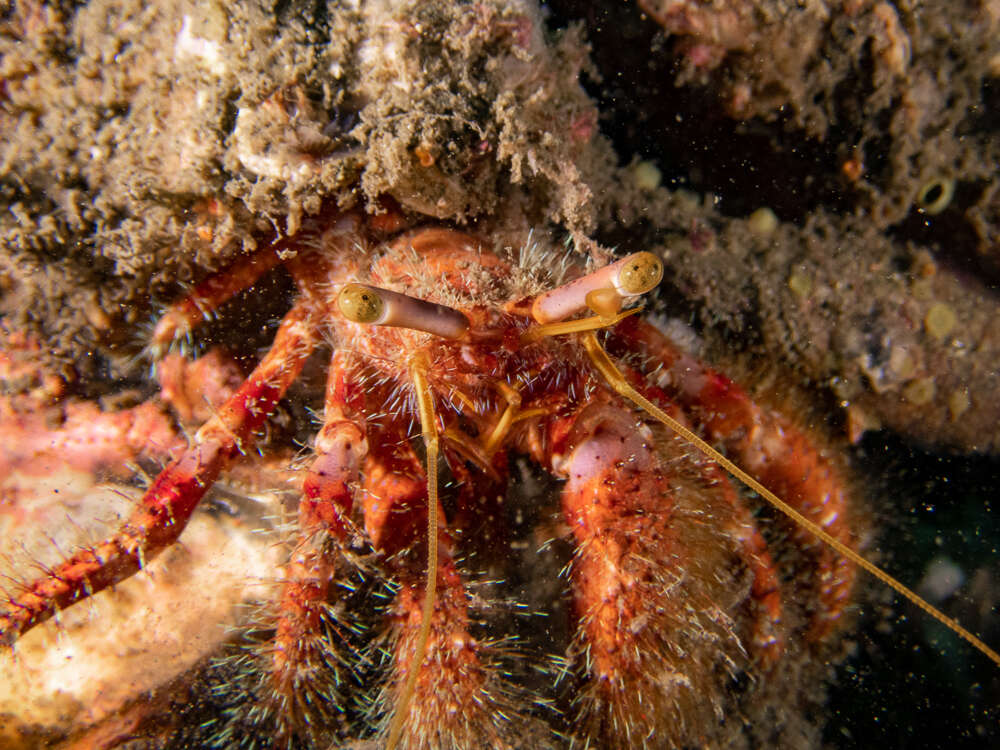 Image of Mauve Eyed Hermit Crab