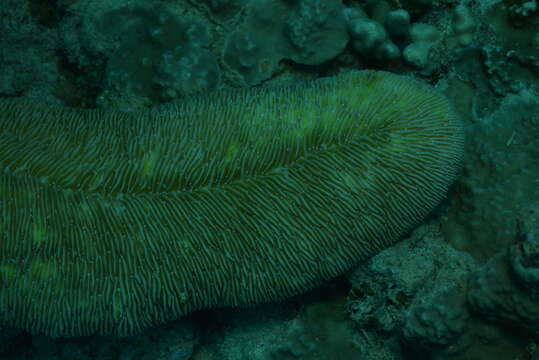 Image of Slipper coral