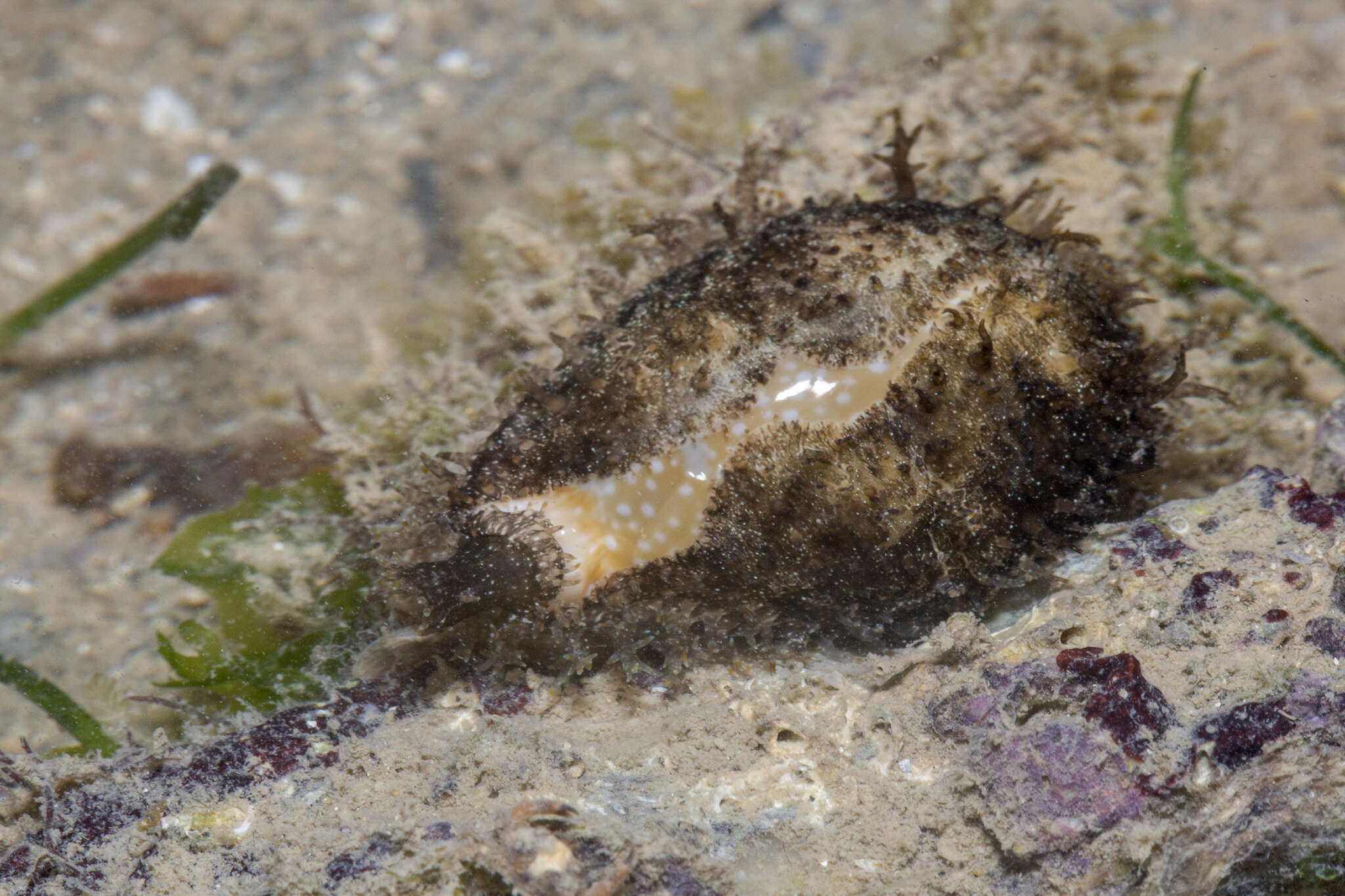 Image of Fuzzy cowrie shell