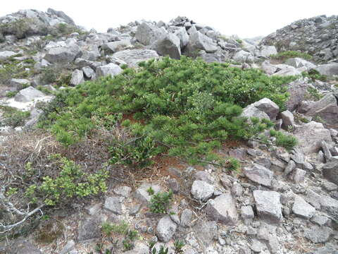 Image of Japanese Black Pine