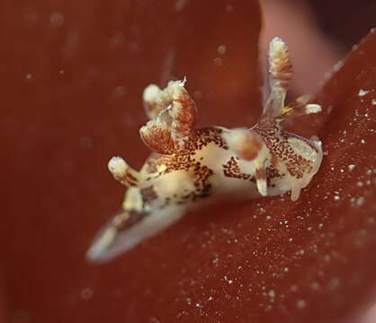 Image of Ancula lentiginosa Farmer & Sloan 1964