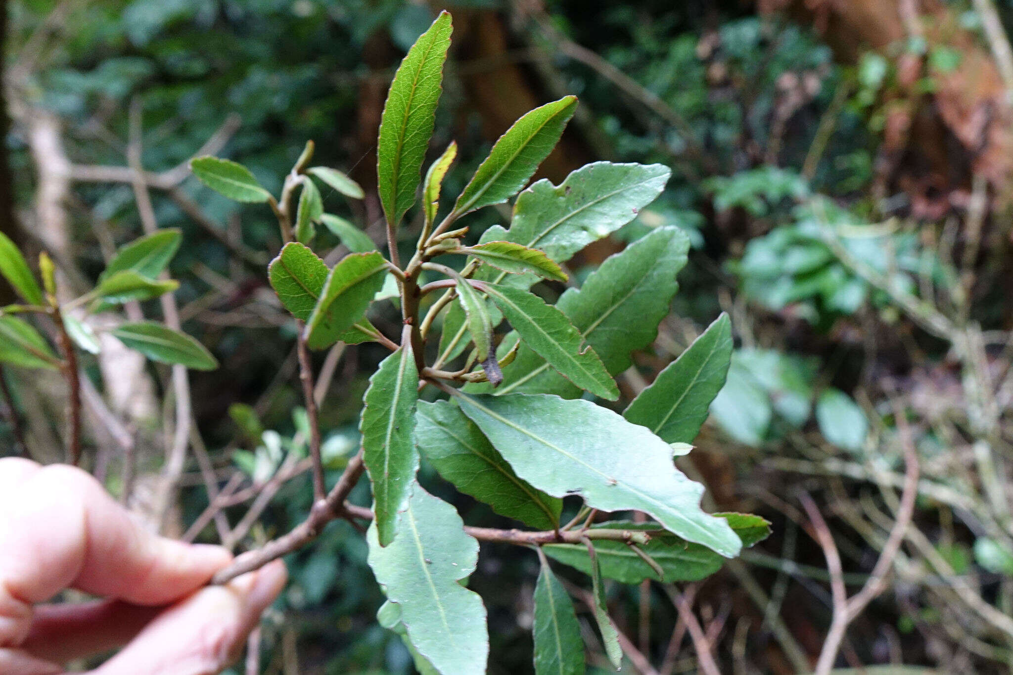 Image of Elaeocarpus hookerianus Raoul