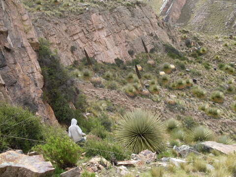 Image de Puya raimondii Harms