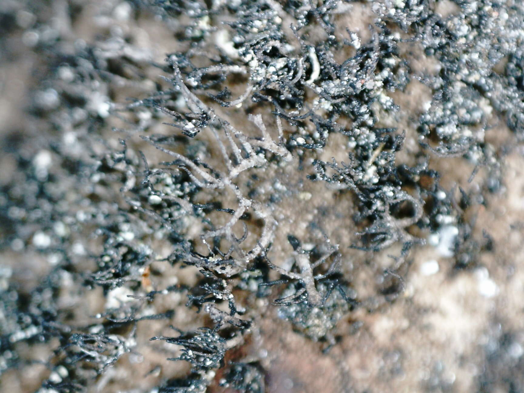 Image of navel lichen