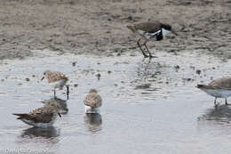 Image of Red-necked Stint