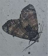 Image of Chlumetia transversa Walker 1863