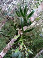 Image of Podocarpus madagascariensis Baker