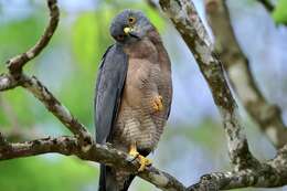 صورة Accipiter fasciatus natalis (Lister 1889)