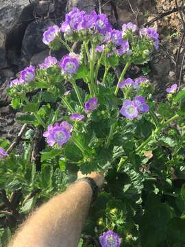 Phacelia grandiflora (Benth.) A. Gray的圖片