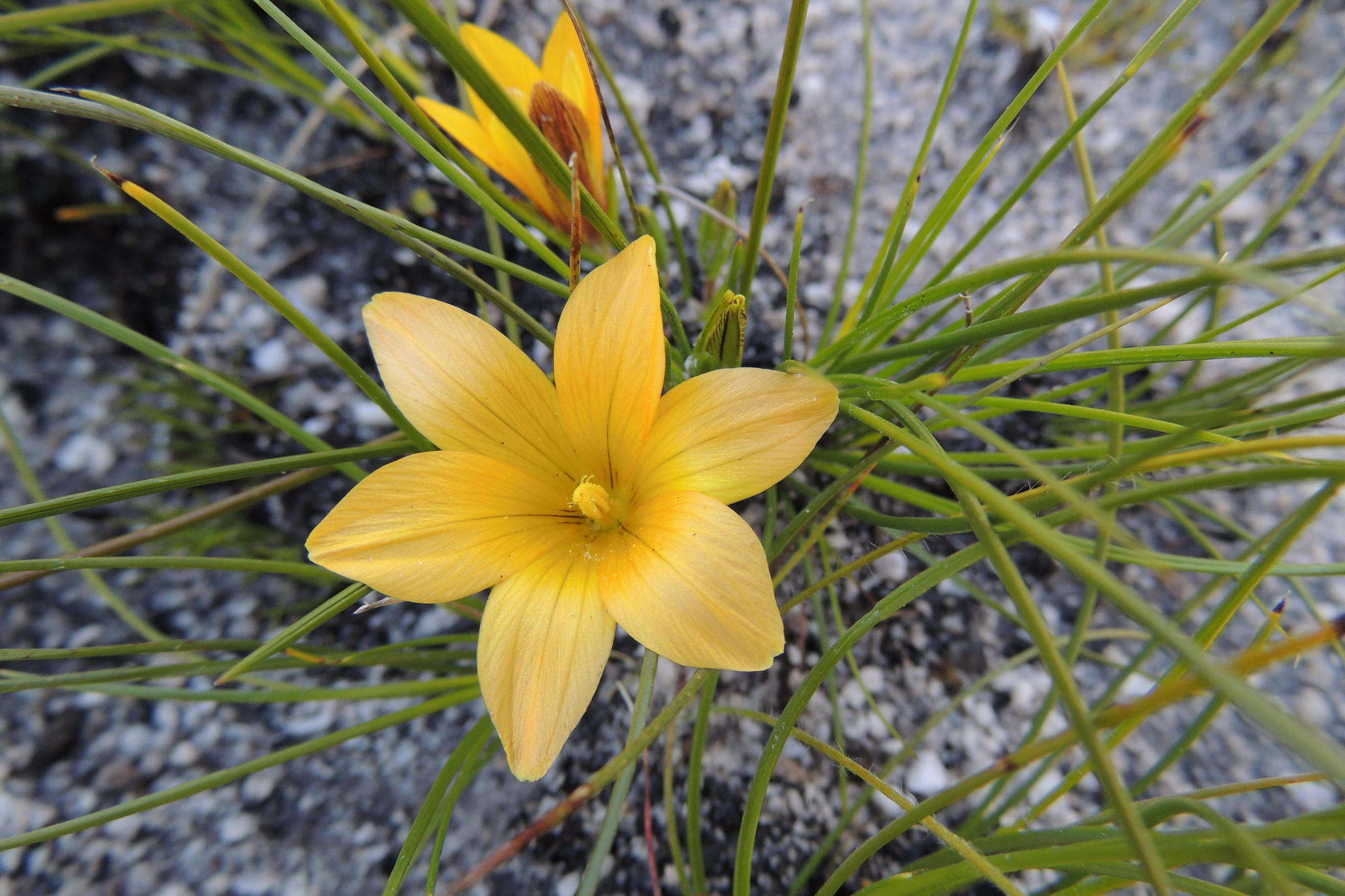 Image of Romulea setifolia var. setifolia