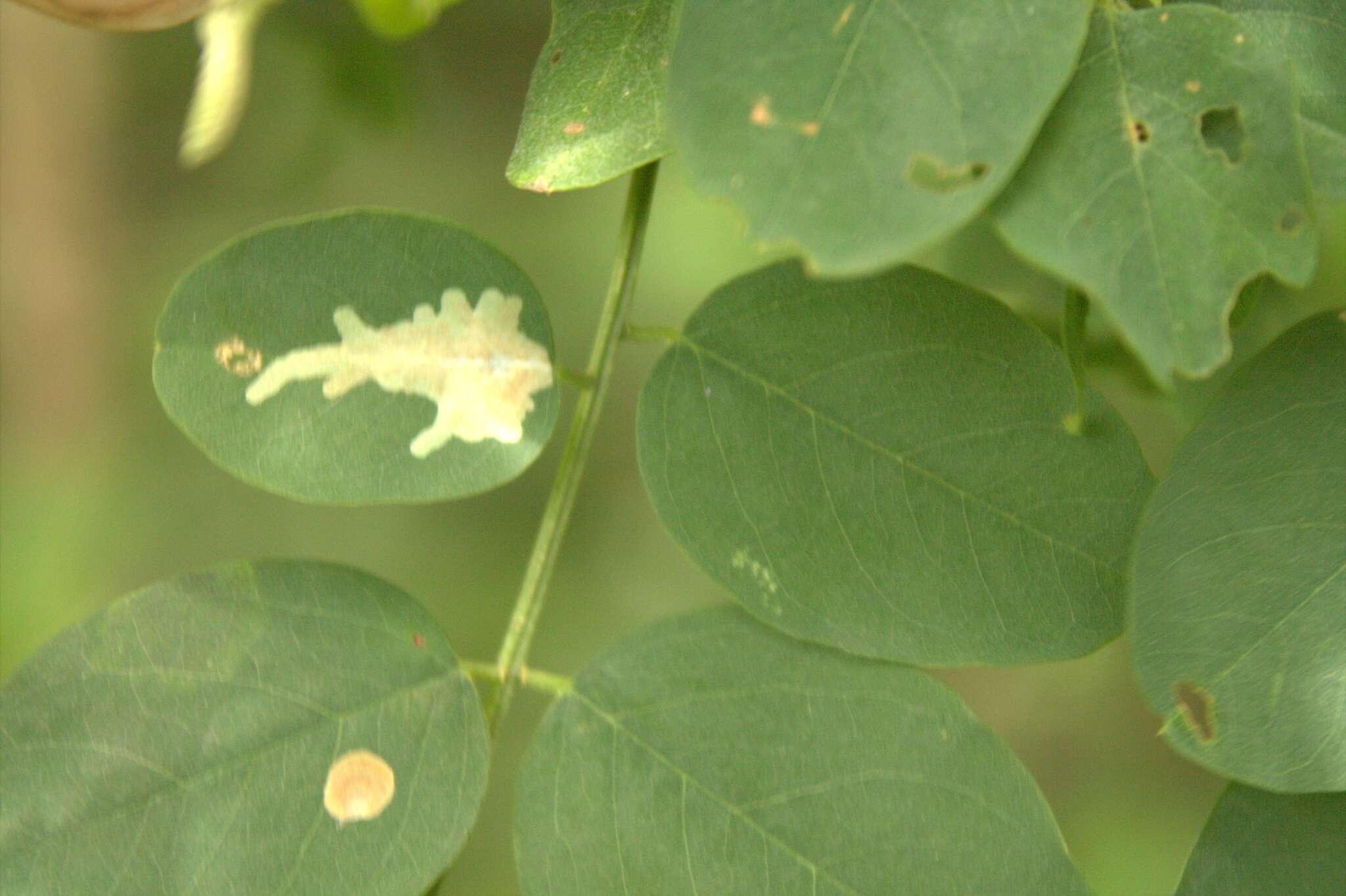 Image of Locust Digitate Leafminer