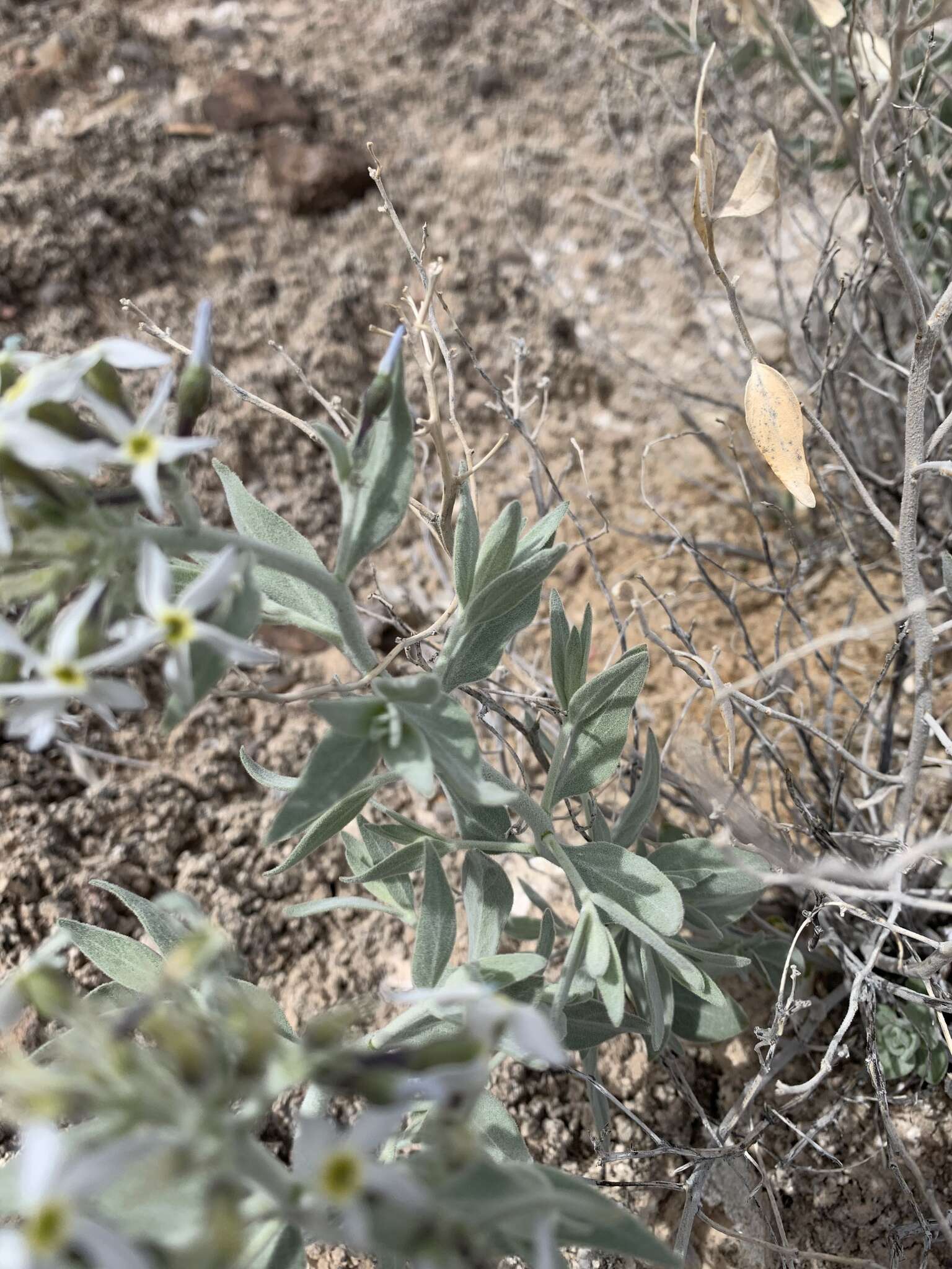 Plancia ëd Amsonia tomentosa Torr. & Frem.