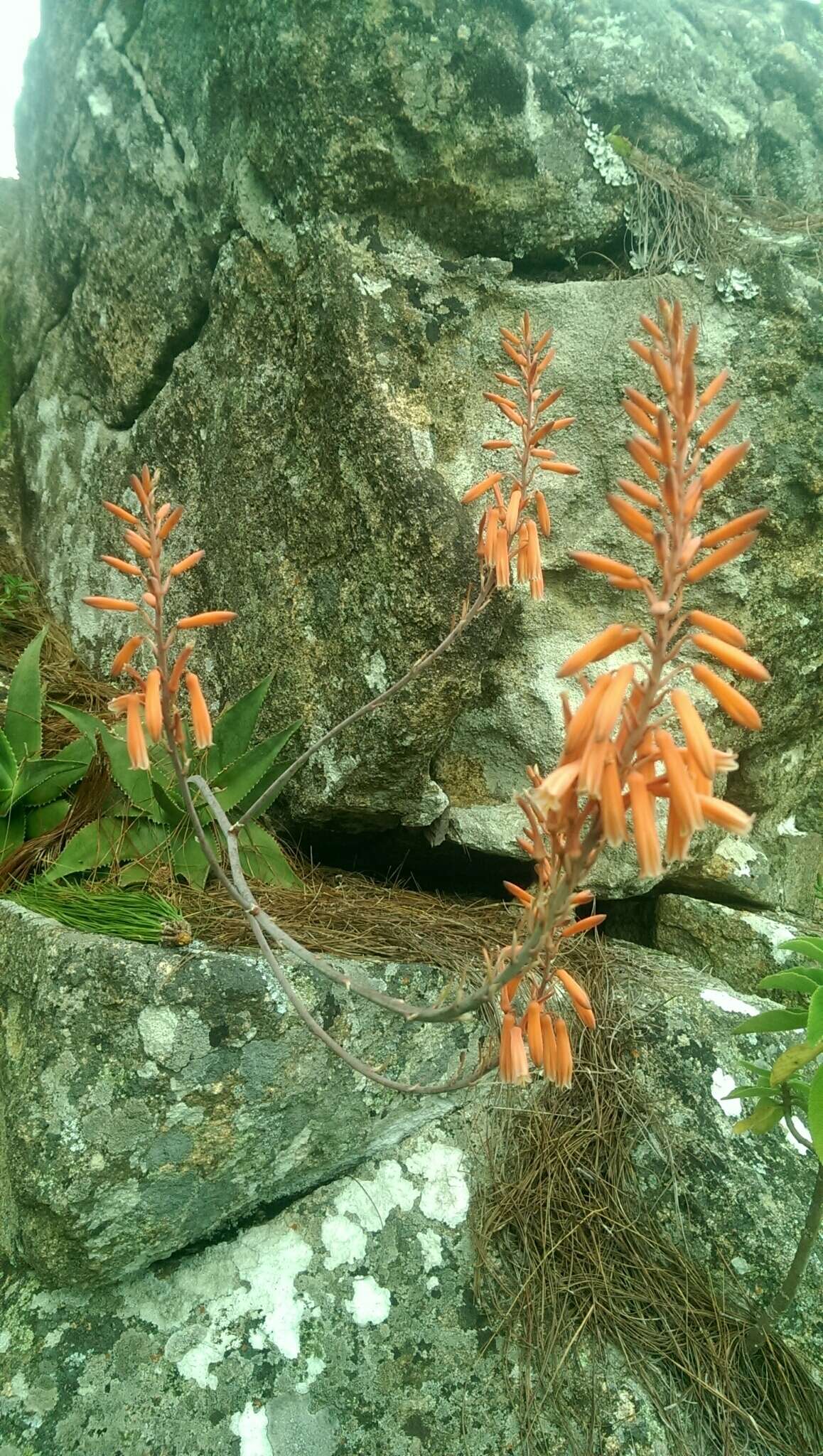 Image de Aloe deltoideodonta Baker