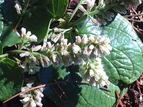 Image de Dioscorea minima C. B. Rob. & Seaton