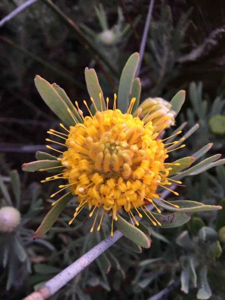 Image de Leucospermum tomentosum (Thunb.) R. Br.