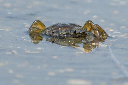 Imagem de Carcinus aestuarii Nardo 1847