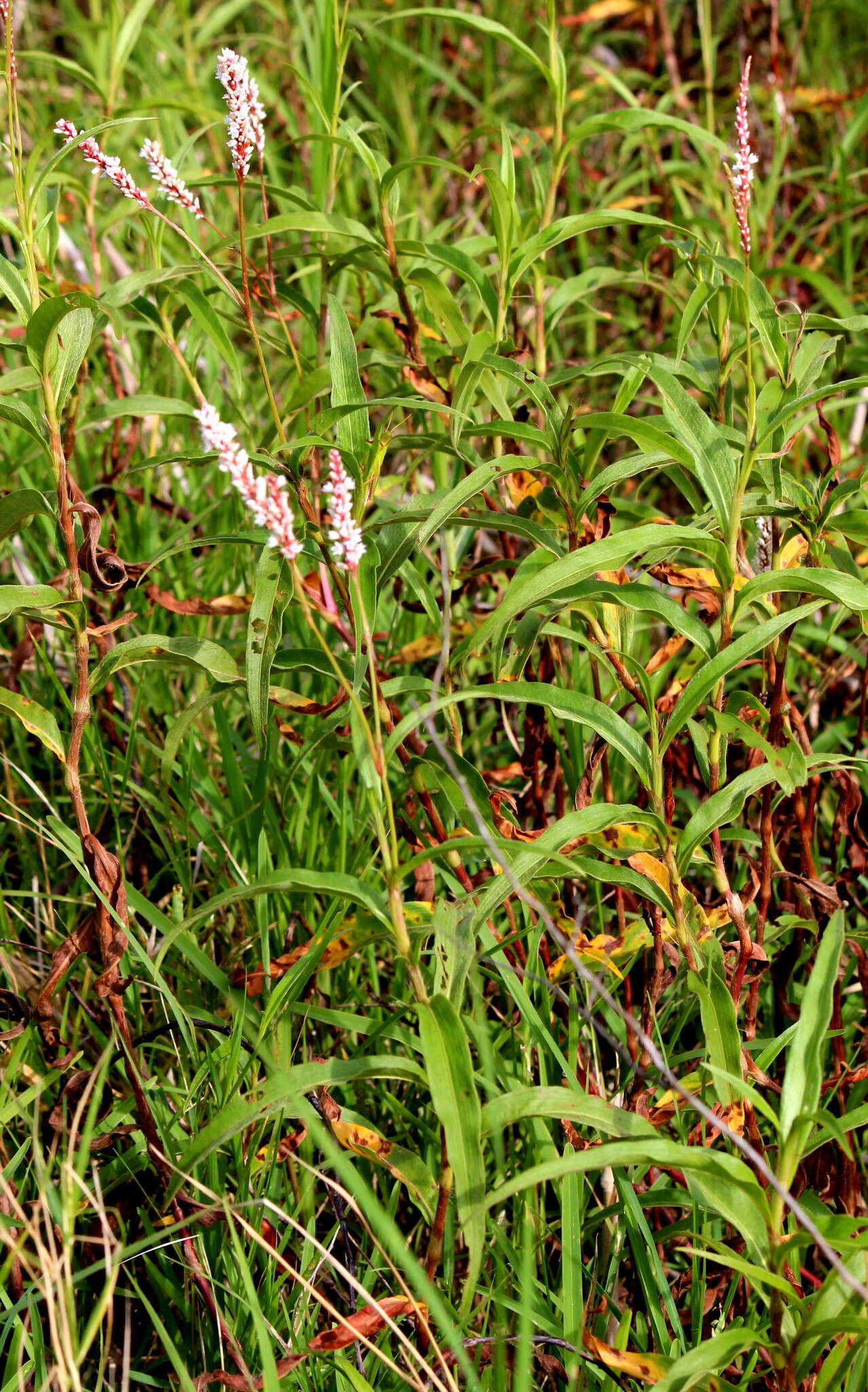 Image of Persicaria madagascariensis (Meisn.) S. Ortiz & J. A. R. Paiva