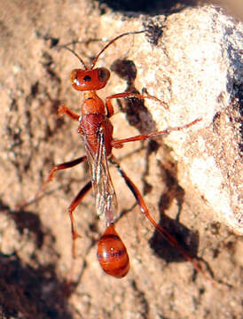 Image of Ammophila wrightii (Cresson 1868)