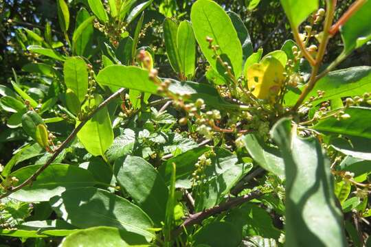 Image of Muehlenbeckia hastulata var. fascicularis (Meisn.) J. Brandbyge