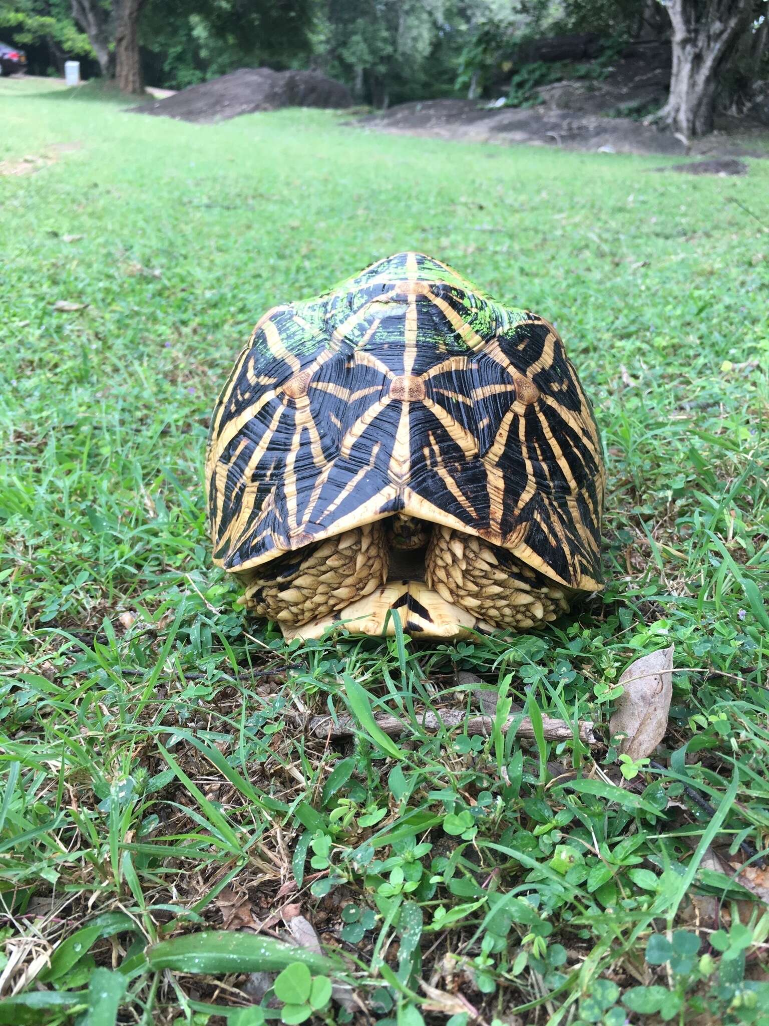 Image of Typical Tortoises