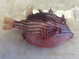 Image of Shaw&#39;s cowfish