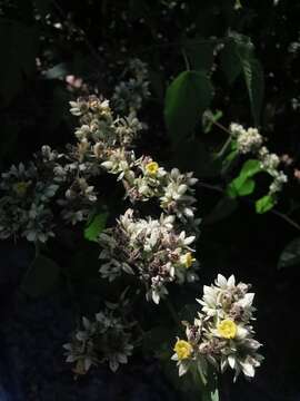 Image of Waltheria acuminata Rose