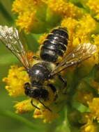 Image of Leafcutter bee