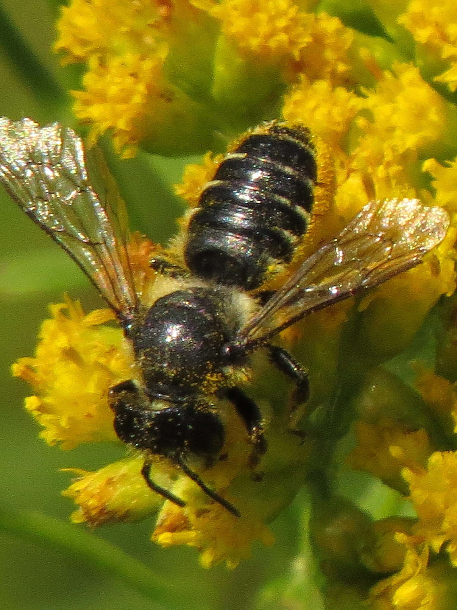 Image of Leafcutter bee