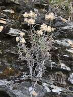 Image of Mount Yushan Pearly Everlasting