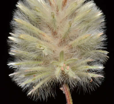 <i>Ptilotus angustifolius</i>的圖片