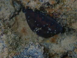 Image of Pseudozonaria nigropunctata (Gray 1828)