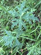 Слика од Aconitum barbatum var. puberulum Ledeb.