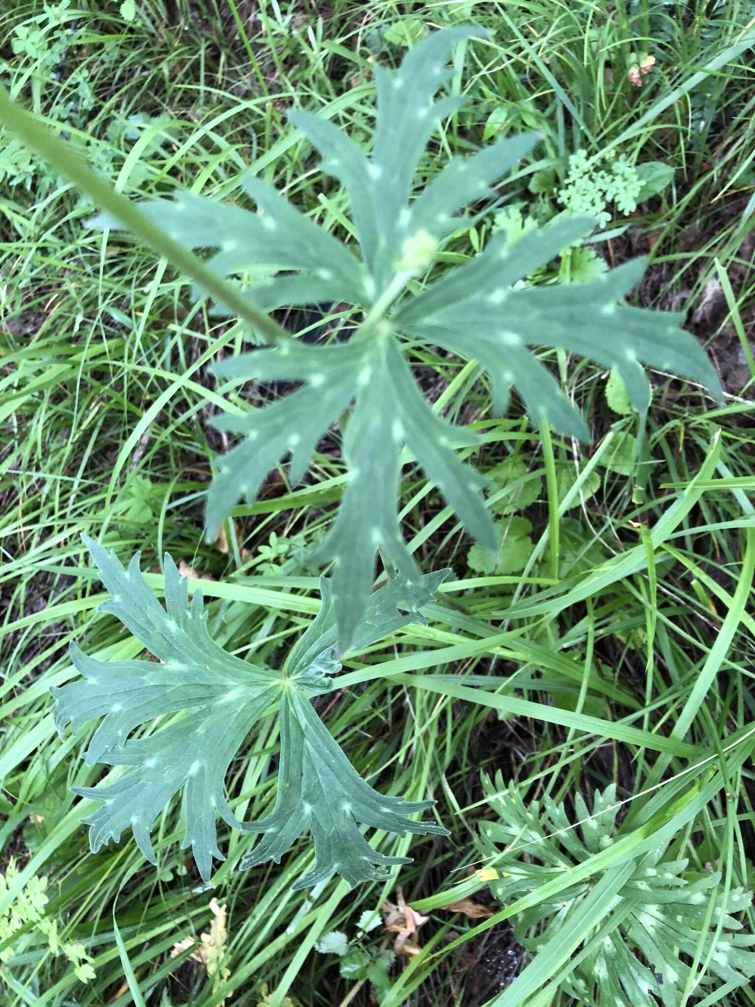 Слика од Aconitum barbatum var. puberulum Ledeb.