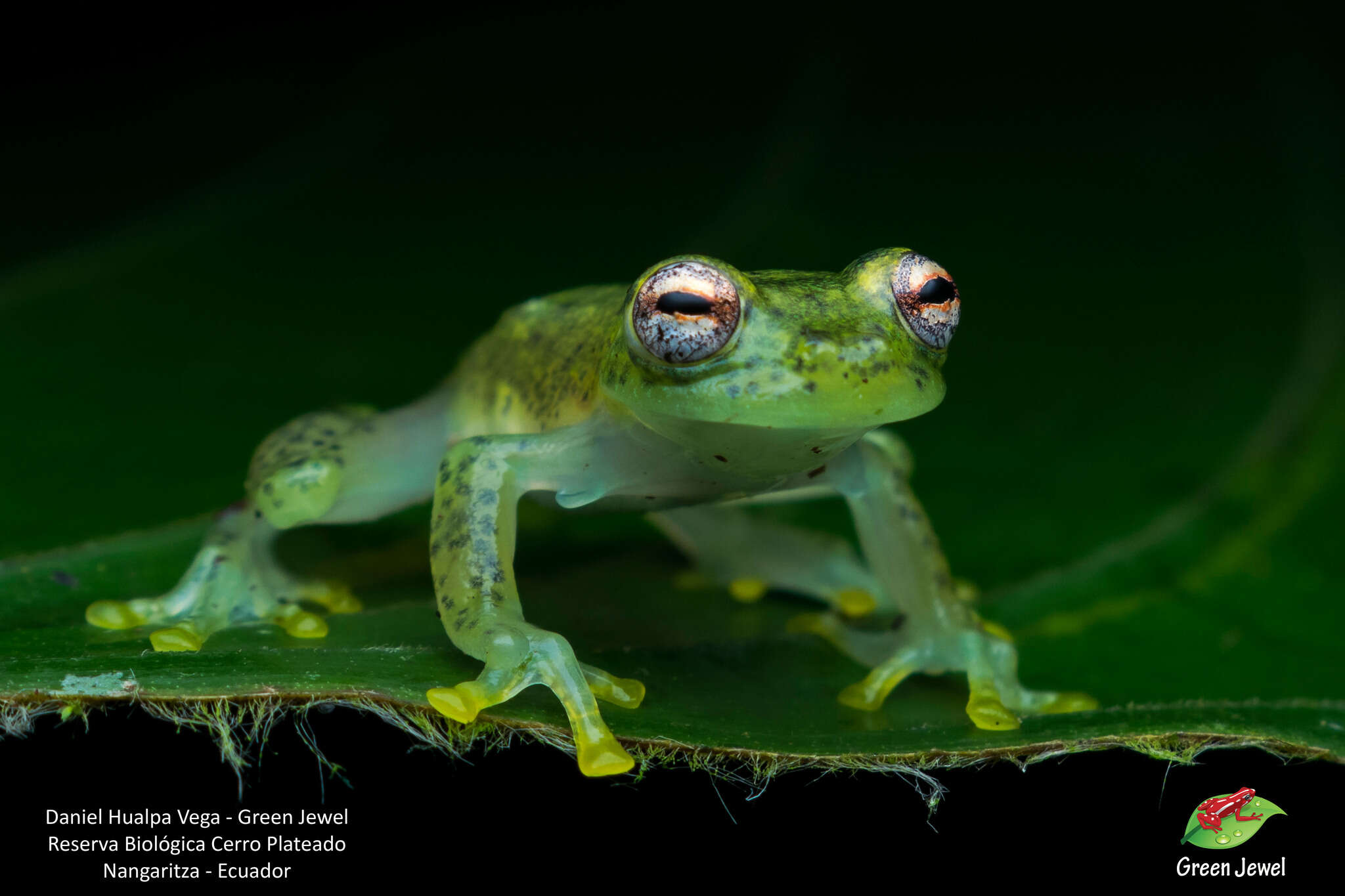 Image of Glass frog