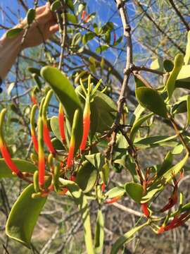 Image of Lysiana maritima (B. A. Barlow) B. A. Barlow