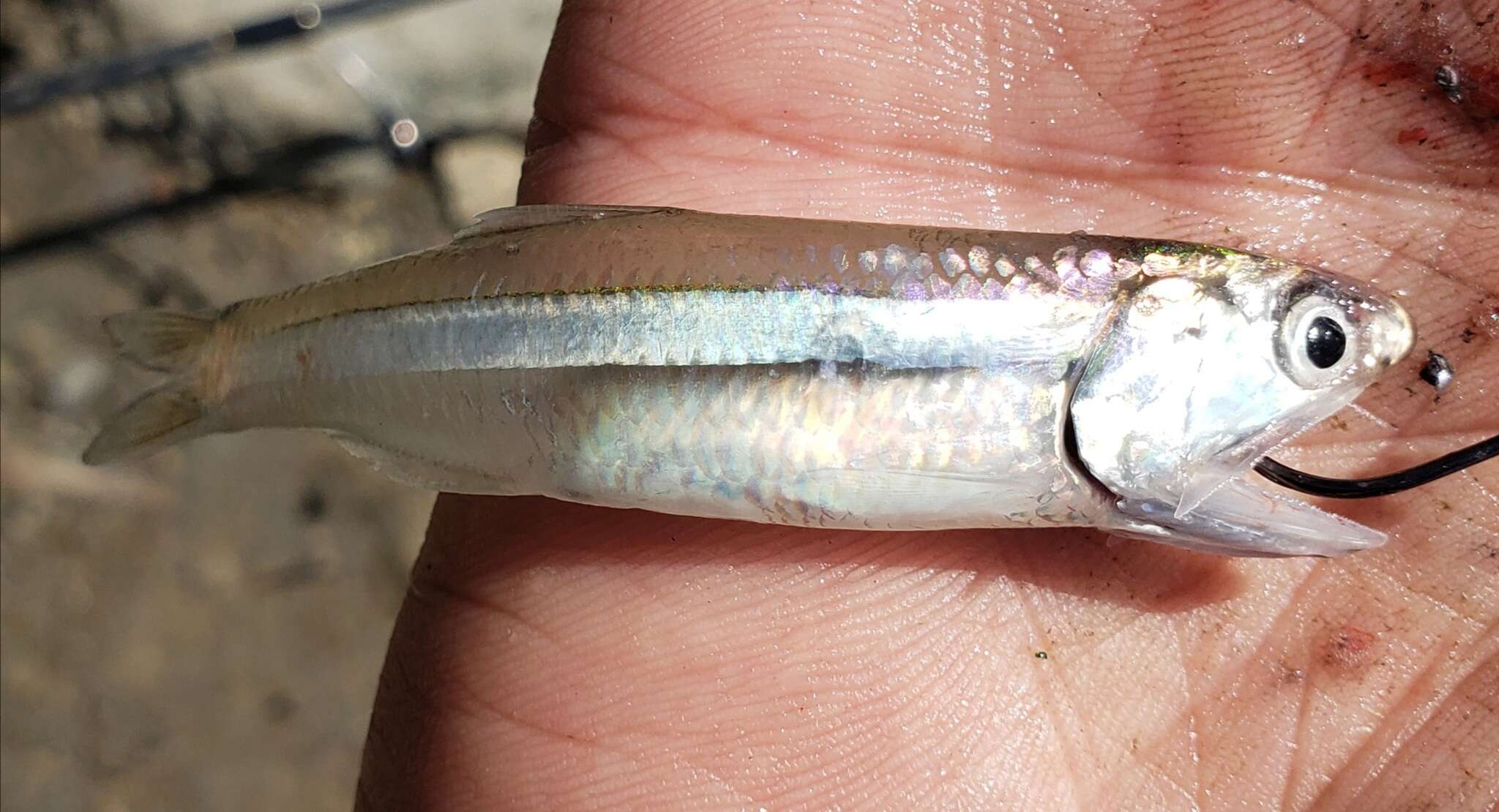 Image of Broad-striped Anchovy