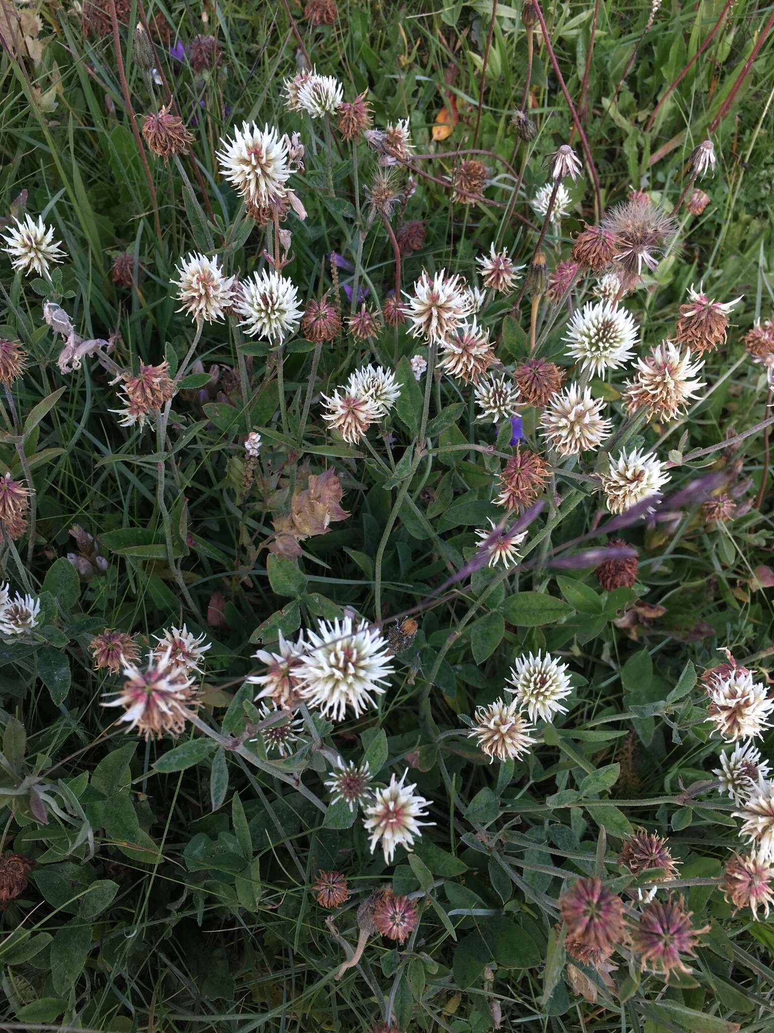 صورة Trifolium montanum subsp. montanum