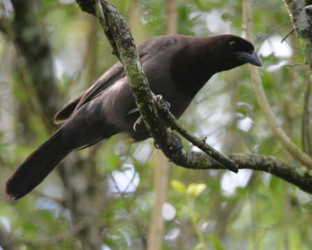 Image of Purplish Jay