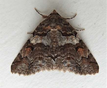 Image of Banded Similar-wing, Grey Similar-wing, False Pine Looper