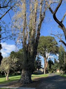 Image of Populus nigra var. italica (Moench.) Koehne