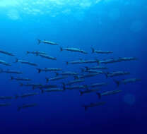 Image of Blackfin barracuda