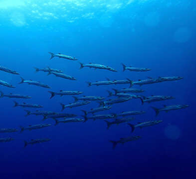 Image of Blackfin barracuda