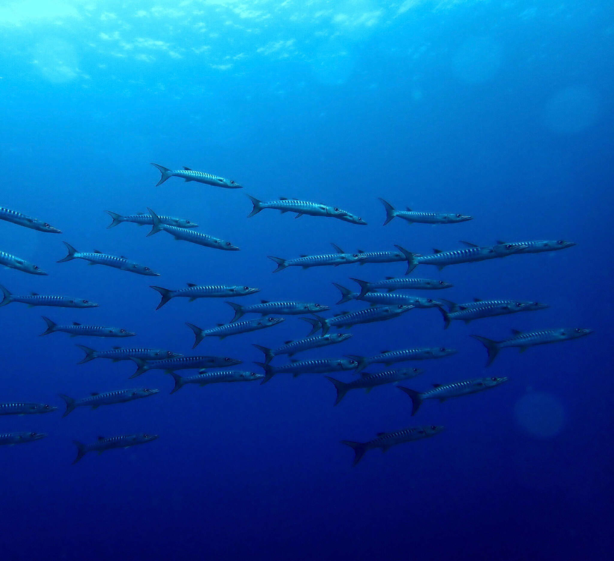 Image of Blackfin barracuda