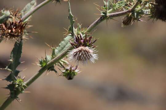 Image of Mt. Hamilton thistle