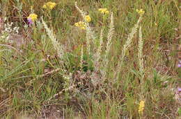 Image of field sagewort