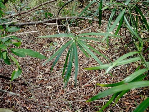 Image of Falcate Yellowwood