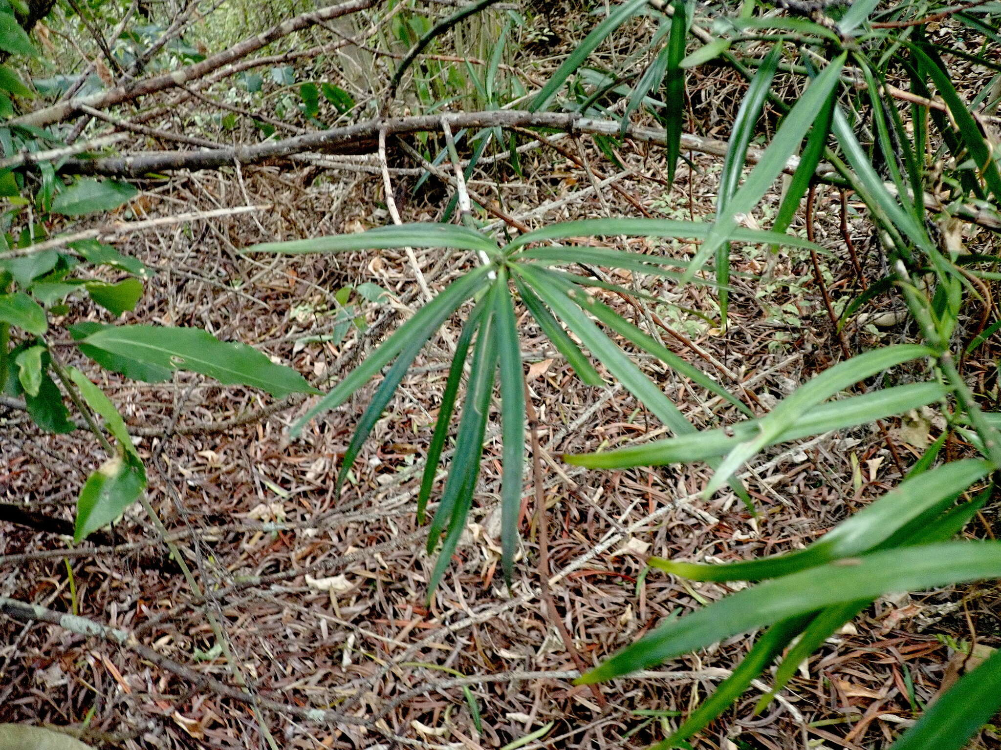 亨氏罗汉松的圖片