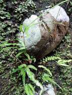 Image of Pteris ryukyuensis Tag.